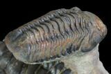 Aesthetic Crotalocephalina & Reedops Trilobite Association #87564-9